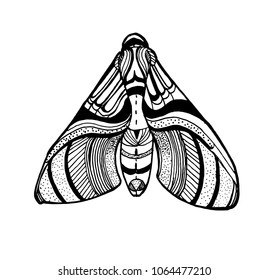 moth vector illustration isolated on white background , hand drawing