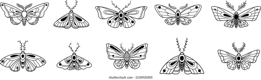 Moth vector illustrations, isolated butterfly collection.