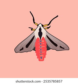 Vector de la polilla, las polillas son insectos que están estrechamente relacionados con las mariposas y ambos pertenecen a la Orden Lepidoptera