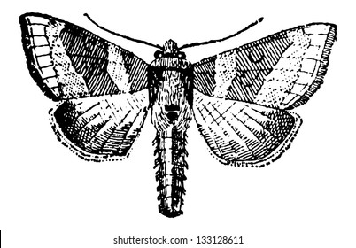 Moth, vintage engraved illustration. Dictionary of Words and Things - Larive and Fleury - 1895