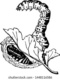 Moth, vintage engraved illustration drawing.