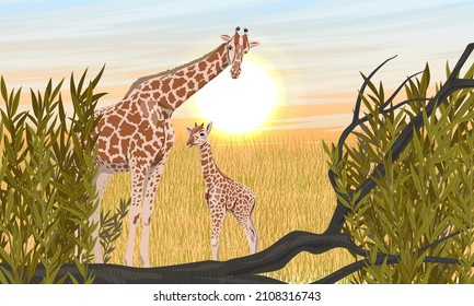 Mother and baby African giraffe in the savannah with dry grass and branches. Wild animals of Africa. Realistic vector landscape