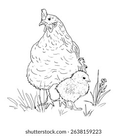 Mother bird chicken and baby chicken in grass, poultry from the farm, black and white ink sketch. Vector illustration. Village animals, isolated on a white background. For kitchen decoration, textiles