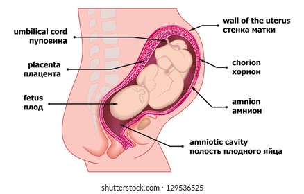 A mother and child in human prenatal pregnancy in vector format