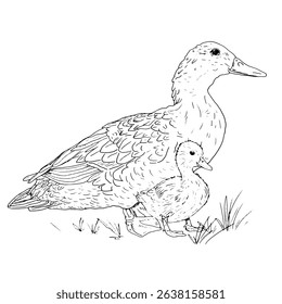 Mother duck and duckling sitting in the grass, poultry from the farm, black and white ink sketch. Vector illustration. Village animals, isolated on a white background. For kitchen decoration, textiles
