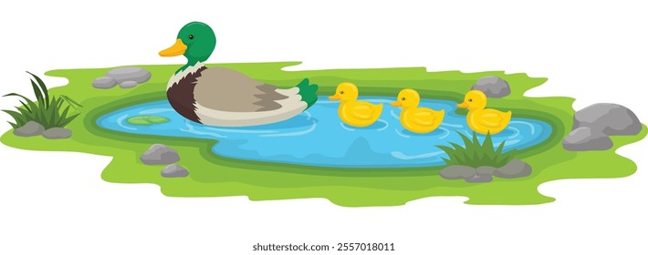 Mother duck and duckling swimming in the pond