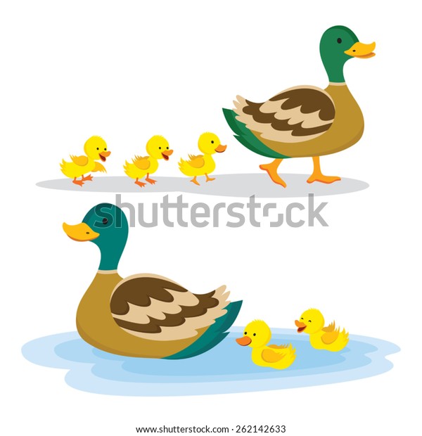 Mother duck and ducklings. Mallard duck and\
baby ducklings.