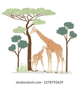 Mother giraffe and cub surrounded by trees. Umbrella acacia tree and giraffes vector illustration. Safari wild life. Africa's tallest land mammal drawing good for wall art, education, stationery.  