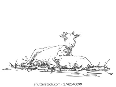 Mother goat and baby goat are resting together, vector sketch, Hand drawn illustration