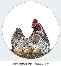 Mother hen sitting on a nest with eggs, drawn in an engraving style. Vector illustration.	