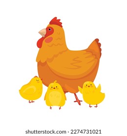 A mother hen is walking with her newborn chicks. Cute illustration of domestic rural animals.