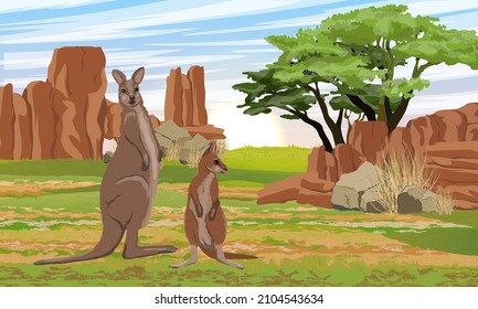 A mother and her cub of Australian big red kangaroo in the meadow near the red rocks. Endemic species of Australia. Realistic vector landscape