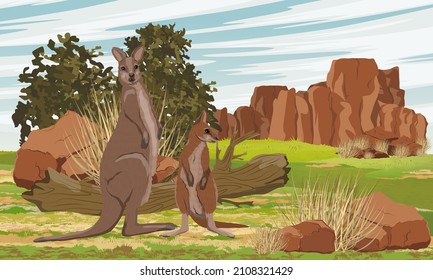 A mother and her cub of Australian big red kangaroo in the meadow near the red rocks and bushes. Endemic species of Australia. Realistic vector landscape