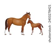 Mother horse with her little foal. Vector illustration isolated on a white background in a realistic style
