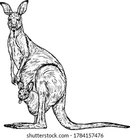 A mother kangaroo with a baby in her pouch. Hand drawn vector illustration. 