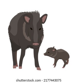 Mother Peccary and her cub. Javelina or skunk pig. Wild animals of South America. realistic vector