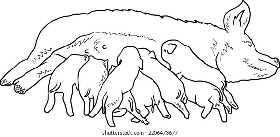 Mother pig with piglets feeding. Isolated realistic drawing illustration of farm animals.