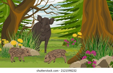 Mutter Wildschweine mit Ferkel in einem Sommerwald. Große Bäume und blühende Waldpflanzen. Realistische Vektorlandschaft