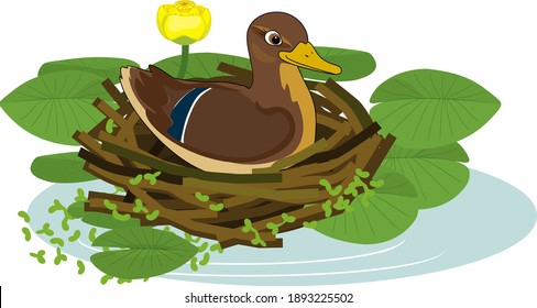 Mother wild duck (mallard or Anas platyrhynchos) sits in nest and yellow water-lily plants with green leaves and yellow flowers