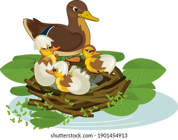 Mother wild duck (mallard or Anas platyrhynchos) in nest with hatched ducklings