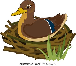 Mother wild duck (mallard or Anas platyrhynchos) sits in nest isolated on white background