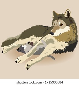 mother wolf feeding wolf cub in flat style. Vector illustration isolated on the white background. wild animal vector.