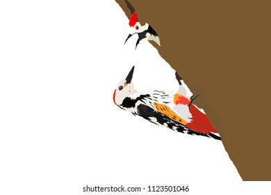 Mother woodpecker and baby woodpecker. Vector image. White background.