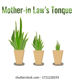 The Mother-in-law's Tongue Tree Or Snake Plant Is Hand-drawn In Pots, Small, Medium And Large.