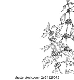 Motherwort branches frame. Vector illustrations hand drawn with ink and isolated on white background. Template for label design