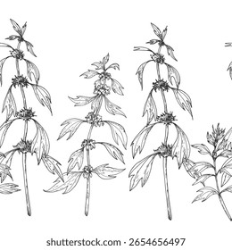 Motherwort branches seamless border.Vector illustrations hand drawn with ink and isolated on white background. Template for label design
