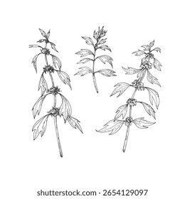 Conjunto de ramas de Motherwort. Ilustraciones vectoriales dibujadas a mano con tinta y aisladas sobre fondo blanco. Objetos para el diseño de etiquetas