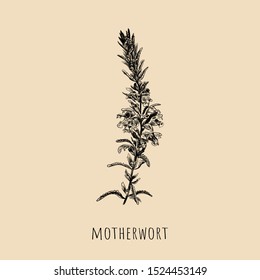 Motherwort hand drawing. Motherwort grass vector illustration. Motherwort sketch