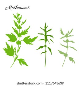 Motherwort hand drawn vector silhouette isolated on white background, green herbal medical sedative plant, Organic food ingredient illustration, design for healthy market, harmacology, cosmetics