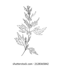 Motherwort hand drawn vector sketch isolated on white background, healing meadow line art herbal medical sedative plant, Organic food ingredient illustration for healthy market, pharmacology, cosmetic