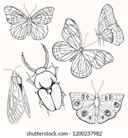 Moths, butterflies and beetles. Set of vector black and white illustrations. Hand drawing