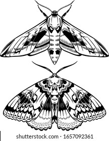 Moths Butterflies. Black and white vector illustration. Isolated on white background. May be used as tattoo design or graphic design element