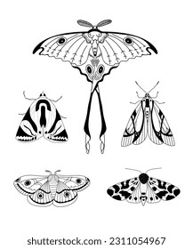 Moths Collection Schöne Motten einzeln auf Weiß. Grafische, handgezeichnete Vektorgrafik