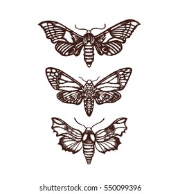 Moths. Sphingidae. Set, collection. Hand drawn. Vector illustration.