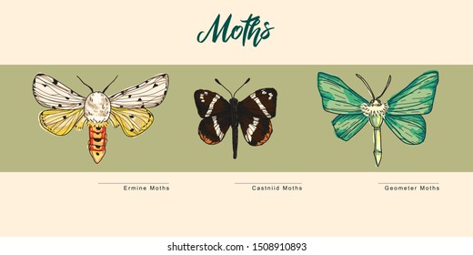 moths vecter set in doodle style