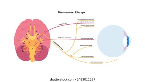 Motor nerves of the eye anatomy poster. Abducens, trochlear and oculomotor nerves in the human brain. Ciliary gland and muscle, coordinate eye position. Sensory and motor functions vector illustration