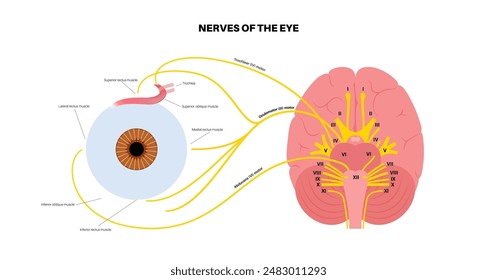 Póster de los nervios motores de la anatomía ocular. Abducens, nervios trocleares y oculomotores en el cerebro humano. Glándula ciliar y músculo, coordinen la posición de los ojos. Ilustración vectorial de funciones sensitivas y motoras