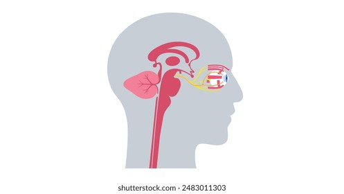 Motor nerves of the eye anatomy poster. Abducens, trochlear and oculomotor nerves in the human brain. Ciliary gland and muscle, coordinate eye position. Sensory and motor functions vector illustration