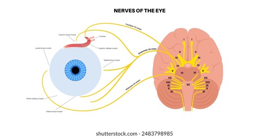 Póster de los nervios motores de la anatomía ocular. Abducens, nervios trocleares y oculomotores en el cerebro humano. Glándula ciliar y músculo, coordinen la posición de los ojos. Ilustración vectorial de funciones sensitivas y motoras