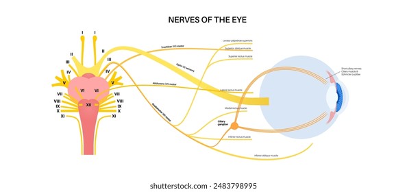 Póster de los nervios motores de la anatomía ocular. Abducens, nervios trocleares y oculomotores en el cerebro humano. Glándula ciliar y músculo, coordinen la posición de los ojos. Ilustración vectorial de funciones sensitivas y motoras