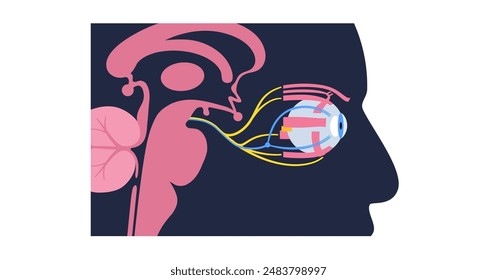 Motor nerves of the eye anatomy poster. Abducens, trochlear and oculomotor nerves in the human brain. Ciliary gland and muscle, coordinate eye position. Sensory and motor functions vector illustration