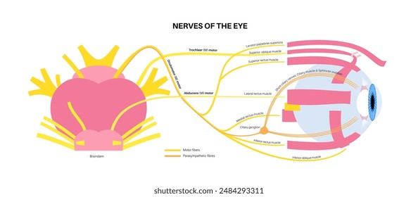 Motor nerves of the eye anatomy poster. Abducens, trochlear and oculomotor nerves in the human brain. Ciliary gland and muscle, coordinate eye position. Sensory and motor functions vector illustration