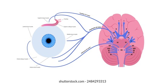 Motor nerves of the eye anatomy poster. Abducens, trochlear and oculomotor nerves in the human brain. Ciliary gland and muscle, coordinate eye position. Sensory and motor functions vector illustration