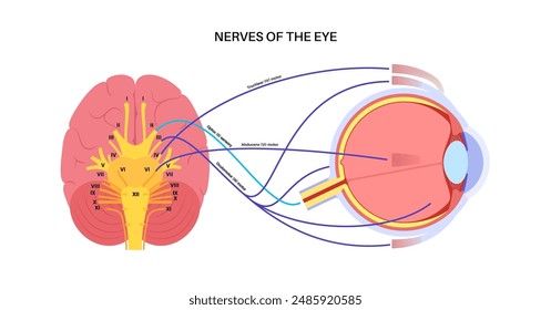 Motor nerves of the eye anatomy poster. Abducens, trochlear and oculomotor nerves in the human brain. Ciliary gland and muscle, coordinate eye position. Sensory and motor functions vector illustration