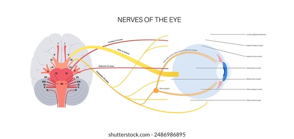 Póster de los nervios motores de la anatomía ocular. Abducens, nervios trocleares y oculomotores en el cerebro humano. Glándula ciliar y músculo, coordinen la posición de los ojos. Ilustración vectorial de funciones sensitivas y motoras