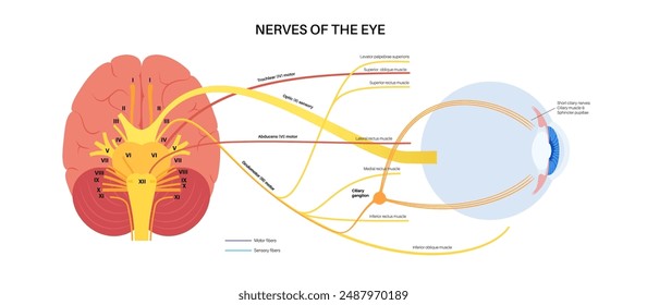 Motor nerves of the eye anatomy poster. Abducens, trochlear and oculomotor nerves in the human brain. Ciliary gland and muscle, coordinate eye position. Sensory and motor functions vector illustration